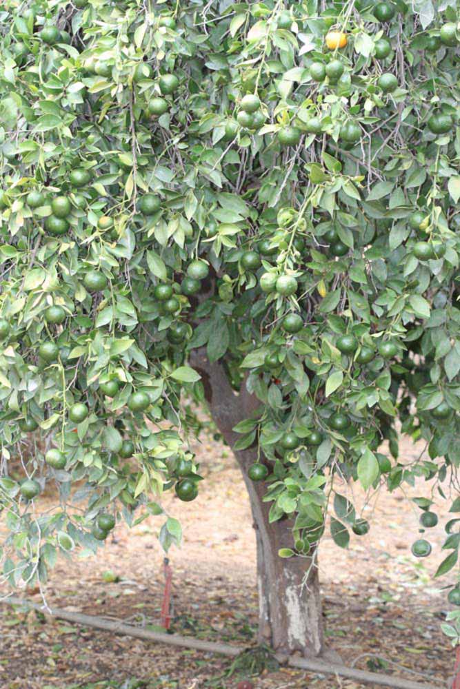              Habit (Riverside, CA)       